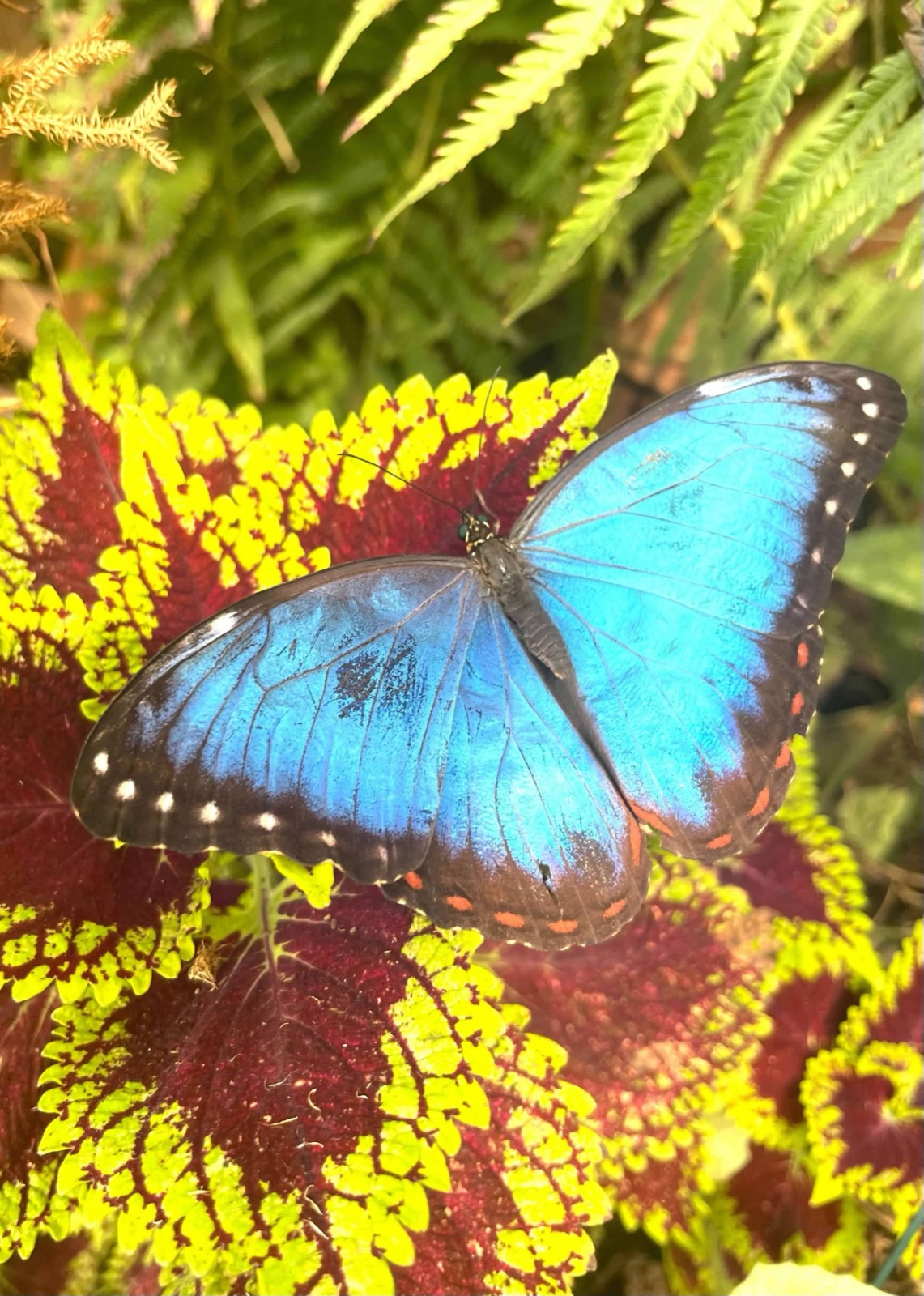 Blue Morpho on Coleus — a blue morpho butterfly resting on colorful coleus leaves