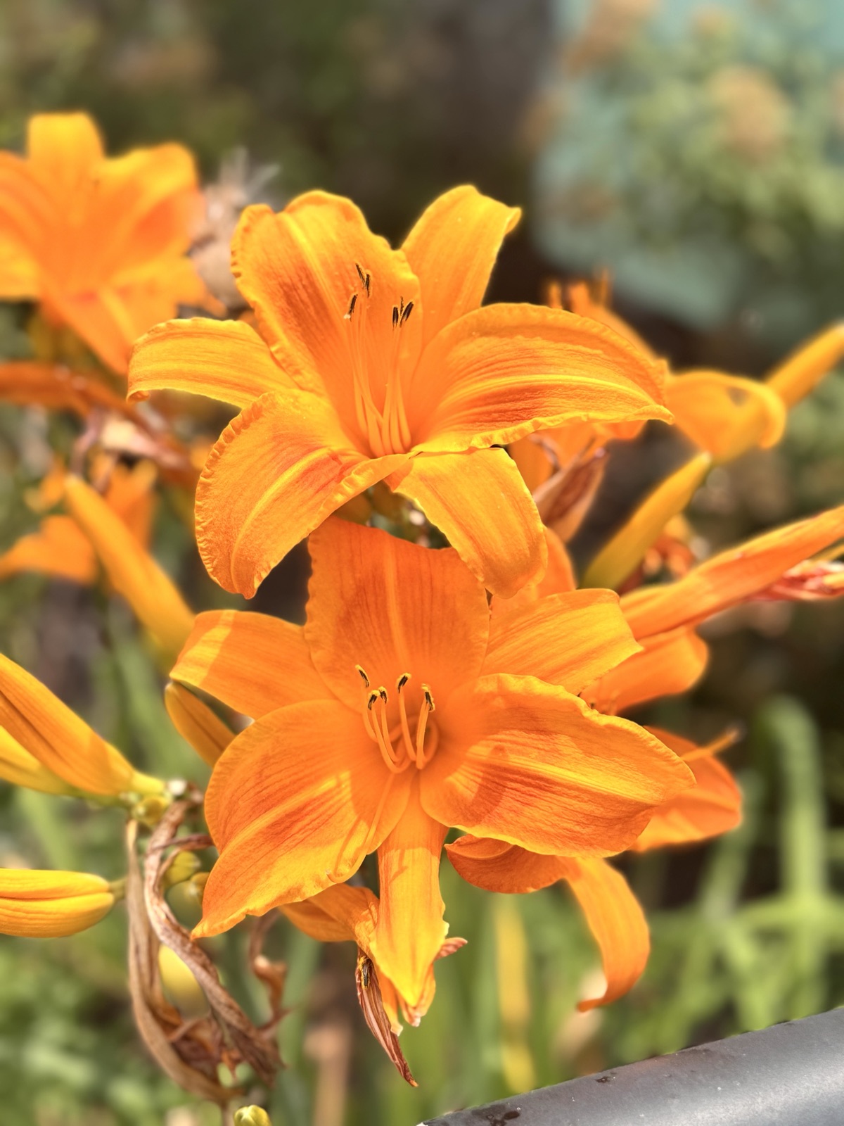 Bright orange daylilies in full bloom