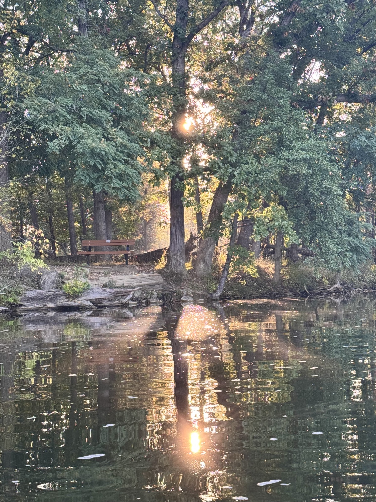 Evening light through the trees at the edge of a still pond