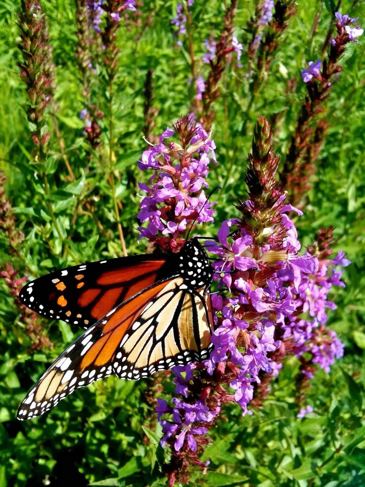Monarch on Blazing Star — a monarch butterfly feeding on a purple blazing star bloom